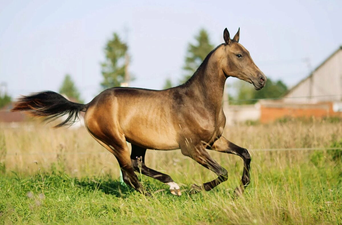 Cамые дорогие лошади в мире
