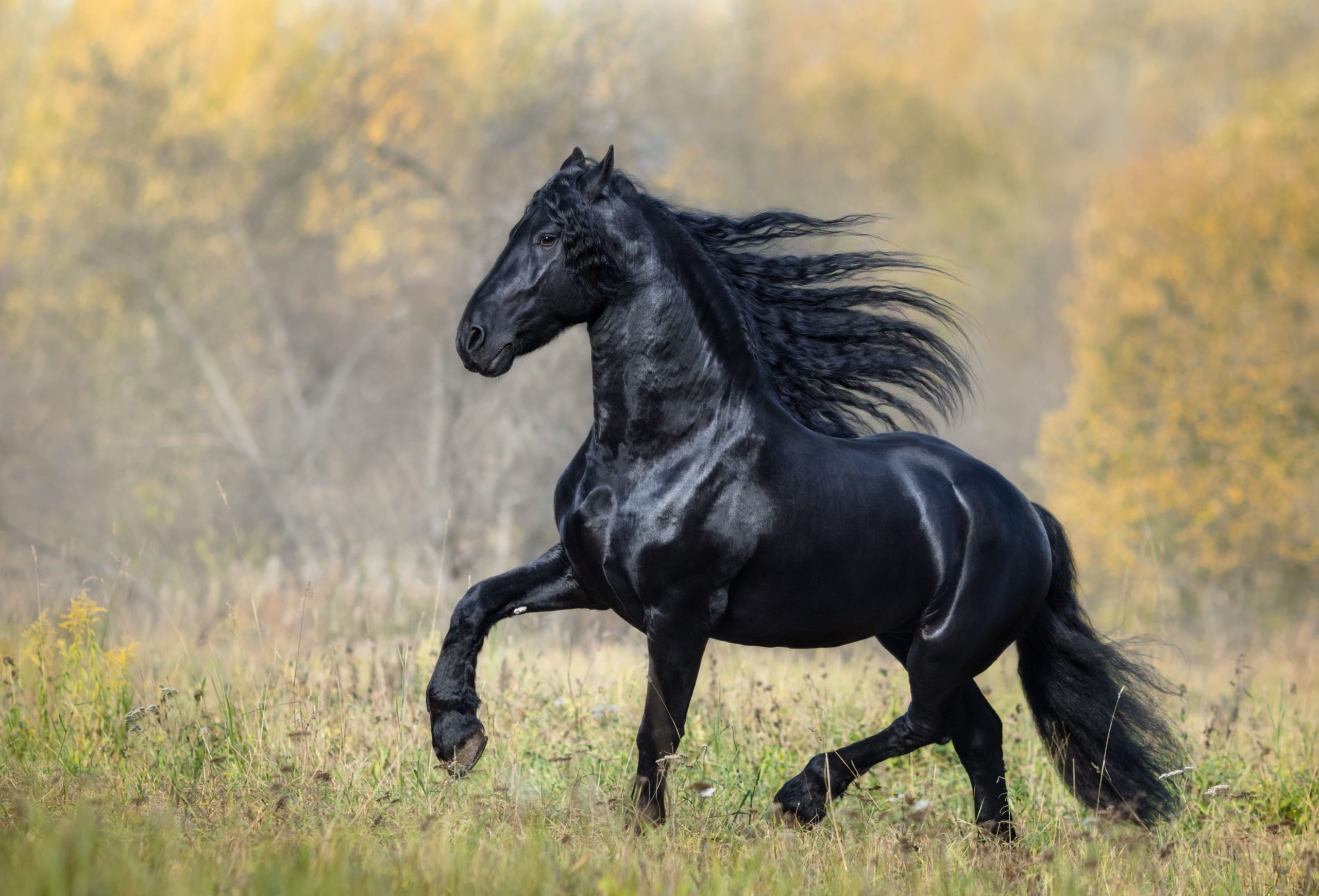 the-black-horse-of-the-frisian-breed-walks-in-the-2021-08-26-17-00-39-utc (1)